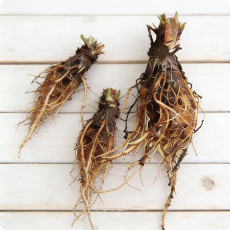 Seascape, Strawberry Roots - 25 Roots image number null